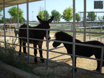 Il simpatico asino Armadillo, appartenente al circolo ippico Country Life, assieme a un pony