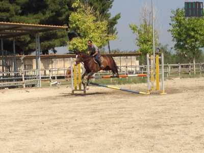 Cavaliere e cavallo sono in fase di salto