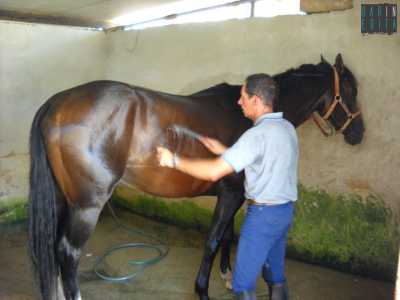 Dopo l'allenamento, il cavallo viene lavato dal suo padrone