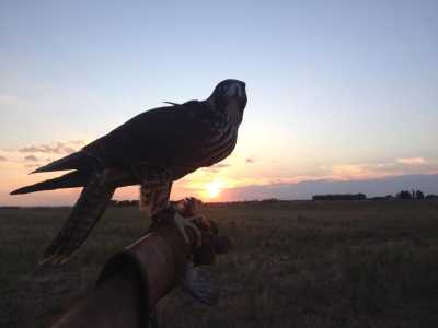 La falconeria in Puglia
