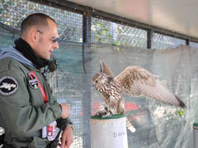 Il falconiere libera nella voliera il falco sacro (Foto di Paola Sarappa-2011)