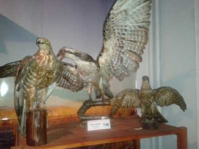 Museo del Dipartimento di Biologia: impagliatura di alcuni falchi 