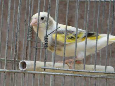 Un cardellino, animale che dal 1992 non pu� essere pi� venduto