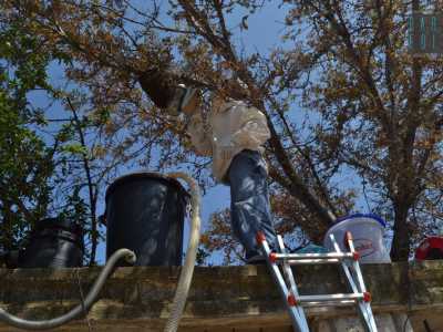 Per prima cosa si usa del fumo per stordire le api