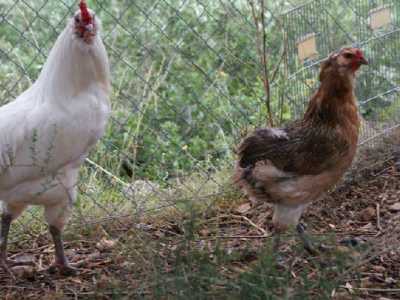 Due esemplari della gallina cilena Auracana