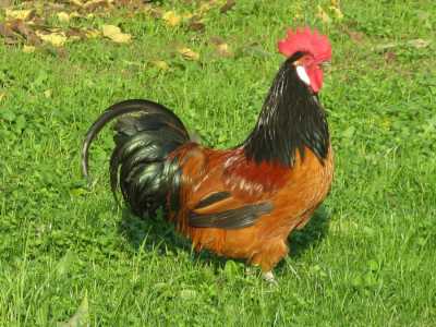 Un esemplare della gallina francese Marans