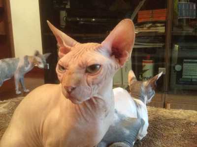 Un primo piano di Venia, uno dei sette gatti sphynx tenuti in casa da Antonio 