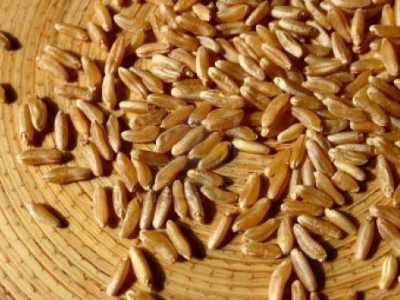 Grano di Saragolla