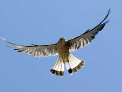 Il falco grillaio in volo