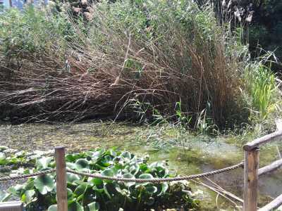 Particolare delle ninfee dei laghi Alimini