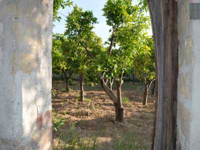 da un�apertura scorgiamo il frutteto, dove gli alberi crescono rigogliosi