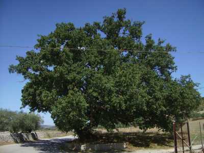 La roverella