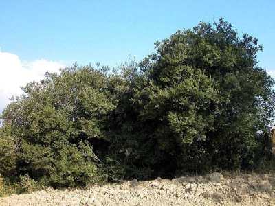 La quercia spinosa