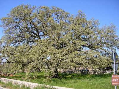 La quercia vallonea