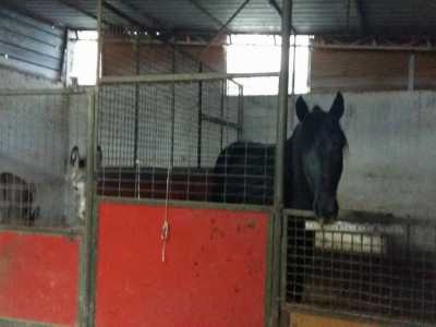 Un cavallo nero ci osserva dalla stalla