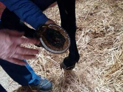 Il ferro posizionato sullo zoccolo del cavallo
