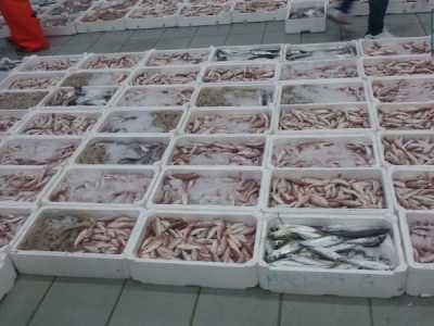 Gran parte delle casse � colma di triglie, una variet� di pesce molto comune nel mar Adriatico nel mese di ottobre