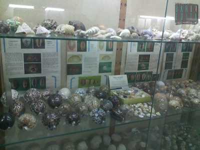 La collezione di conchiglie