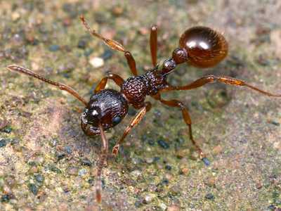 Un esemplare di Myrmica rubra, la formica rossa italiana la cui puntura � molto fastidiosa