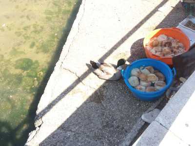 Michele rifornisce quotidianamente i volatili di grano o di pane secco ammorbidito nell�acqua