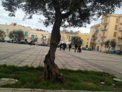 Un albero a piazza Paradiso: sopravviver� al capodanno 2014?