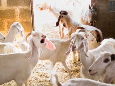 L'azienda ospita anche alcune capre
