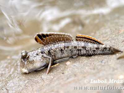 Il Periophthalmus argentilineatus, detto anche Perioftalmo argenteo