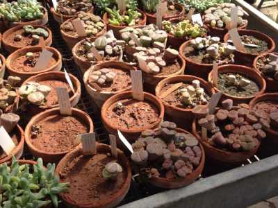 Piante grasse conservate e lithops conservati nella serra