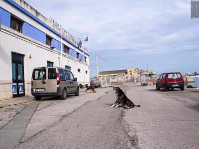 Decidiamo a questo punto di dirigerci verso il molo Pizzoli, fra tutti quello pi� dimenticato: cani randagi e strutture scalcinate denotano un evidente stato di incuria