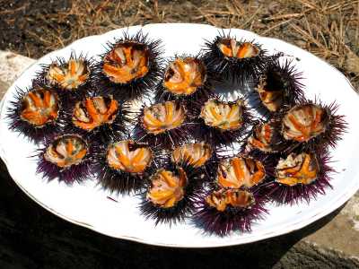 Il riccio � un echinoderma le cui gonadi vengono spesso abbinate al pane