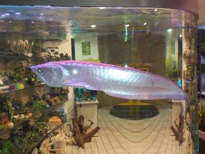 Un dettaglio dell'Arowana, il pesce portafortuna originario dell'Asia e del Centro-Sud America