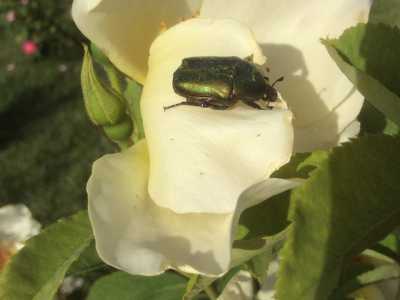 Una cetonia dorata si posa su una rosa. Le cetonie preferiscono i fiori a coppa e dai colori chiari. E' un abitante caratteristico dei rosai
