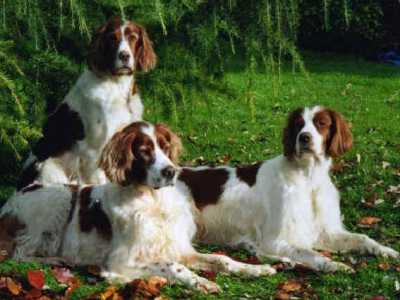 Cani che vanno di moda: Setter Inglese
