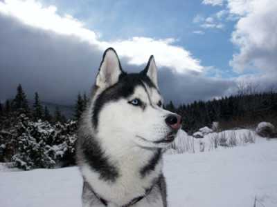 Cani non pi� di moda: Siberian Husky 