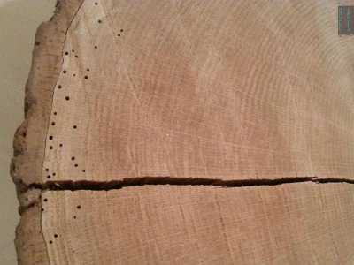 La sezione del Castagno francese: ciascun anello corrisponde a un anno di vita dell'albero
