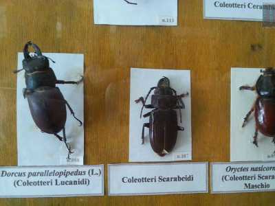 Una vetrina con insetti imbalsamati: si tratta di animali xilofagi, si nutrono cio� del legno danneggiandolo in modo serio