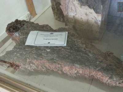 Nella prima stanza spicca innanzitutto una teca con diversi tipi di sughero, molti dei quali giunti da Tempio Pausania, storico distretto industriale sardo attivo nel trattamento di questo tessuto vegetale