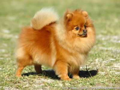 Cani poco richiesti dal mercato: Spitz