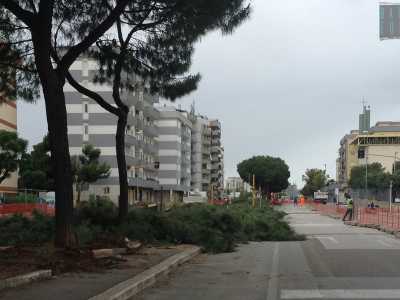 Strage di pini in Via Caldarola