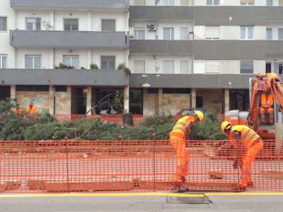 Strage di pini in Via Caldarola
