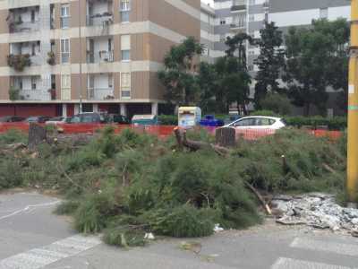 Strage di pini in Via Caldarola