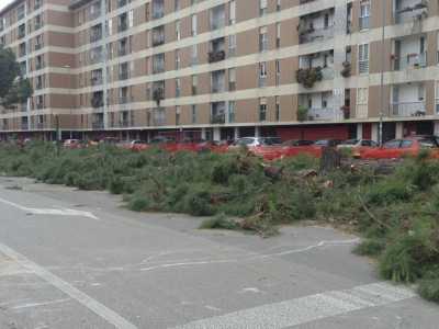 Strage di pini in Via Caldarola