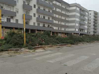 Strage di pini in Via Caldarola