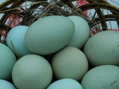 Alcune uova turchine prodotte dalla gallina Auracana: il singolare colore � dovuto a una sostanza viscida prodotta nell'ovidotto dell'animale