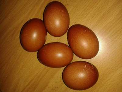 Le uova color cacao prodotte da galline Marans: arrivano a pesare anche 80 grammi