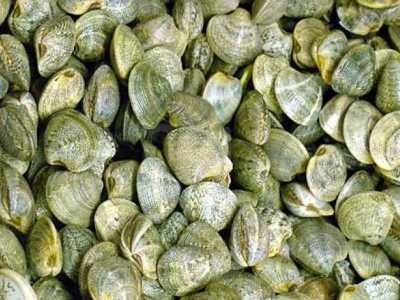 Anche le vongole sono molluschi bivalve: se ne contano circa 400 specie in tutto il mondo. Questo � un esemplare di vongola adriatica