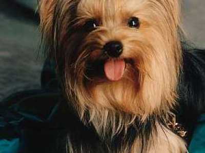 Cani non pi� di moda: Yorkshire