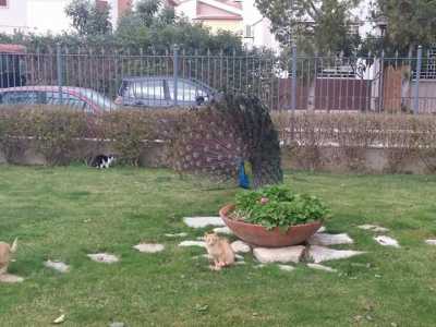 Pavoni a spasso per Molfetta