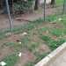 Aiuole esterne a Parco 2 giugno