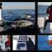 Un collage realizzato dall'associazione tarantina nel quale si vedono alcune fasi della ricerca in mare 